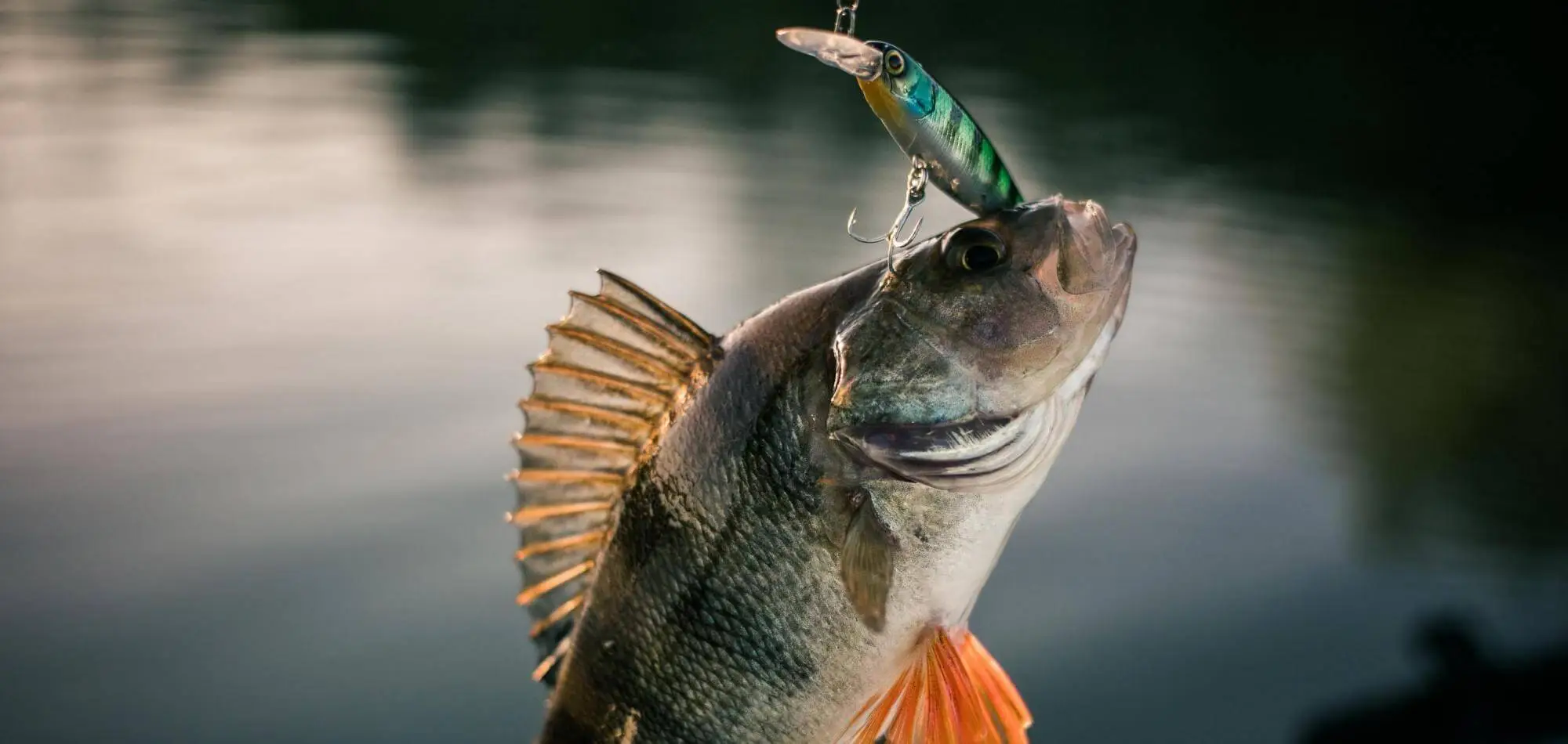 Fiskespön Försäljningsbutik -Fiskespön Försäljningsbutik AdobeStock 225595231